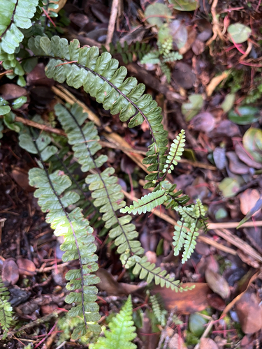 Asplenium hobdyi observed 2025-11-05