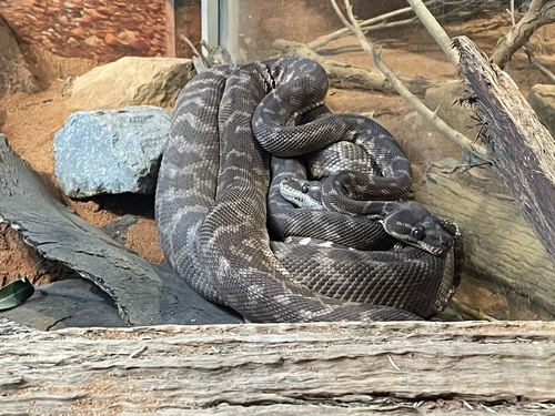 Rough-scaled Python sighting