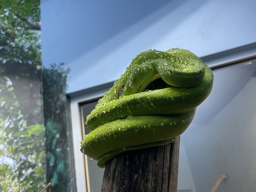 Southern Green Python sighting