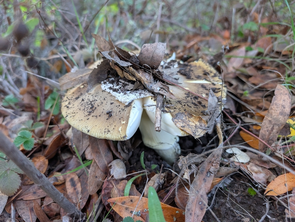 Amanita calyptroderma · November 2025 · photo: © kueda (iNaturalist, cc0)