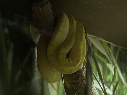 Southern Green Python sighting