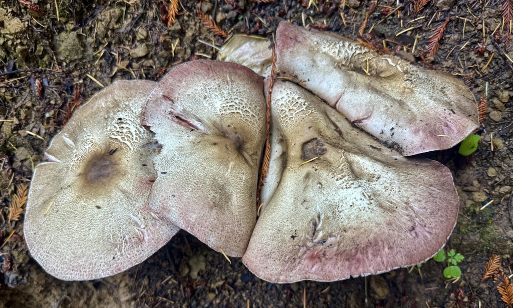 Agaricus deardorffensis · November 2025 · photo: © hllrnnr (iNaturalist, cc0)