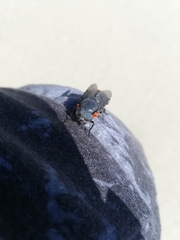 Osca lata