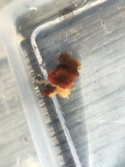 Watersipora subtorquata