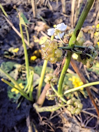 Limnophyton obtusifolium observed 2025-10-27