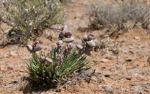 Karoo aloe (Aloe longistyla)