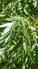 Fraxinus angustifolia oxycarpa