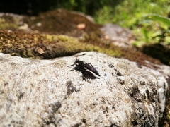 Pritchardia hirtipes