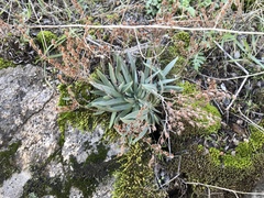 Dudleya abramsii