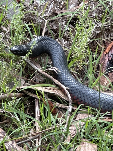 Red-bellied Black Snake sighting