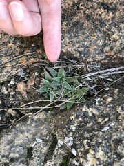 Dudleya abramsii abramsii