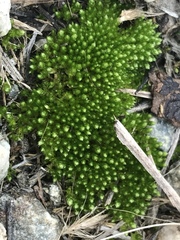Gemmabryum
