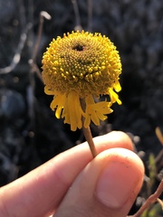 Helenium puberulum