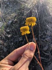Helenium puberulum