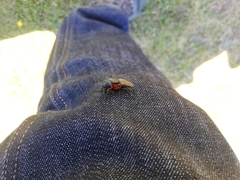 Osca lata