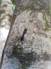 Pyractonema