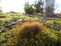 Ceratodon