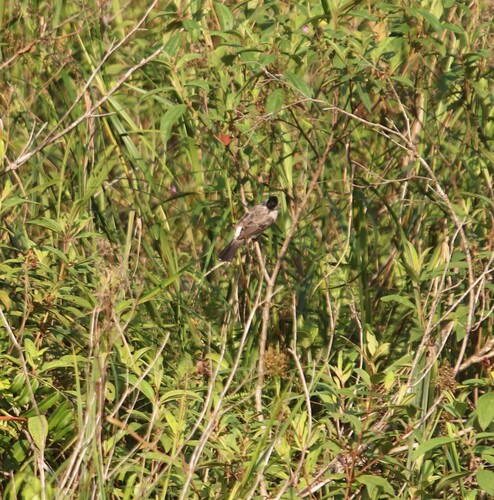Pycnonotus aurigaster