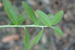 Rhinotropis cornuta fishiae