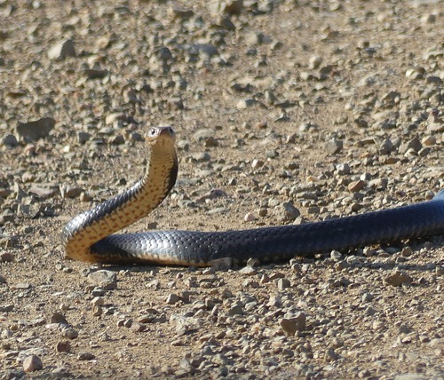 Eastern Brown Snake sighting