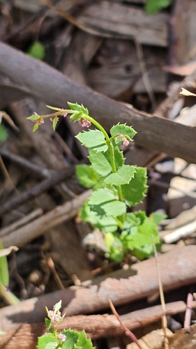 Gonocarpus mezianus (Gonocarpus mezianus)