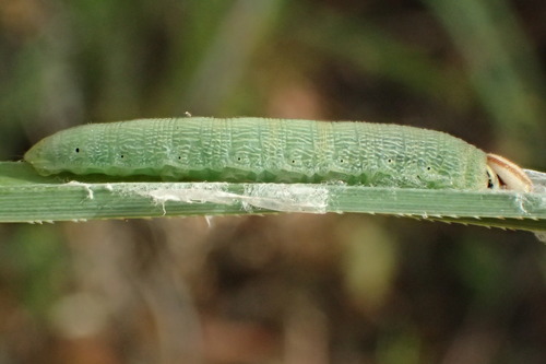 Dun Skipper, photo 5 of 10