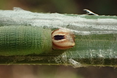 Euphyes vestris harbisoni