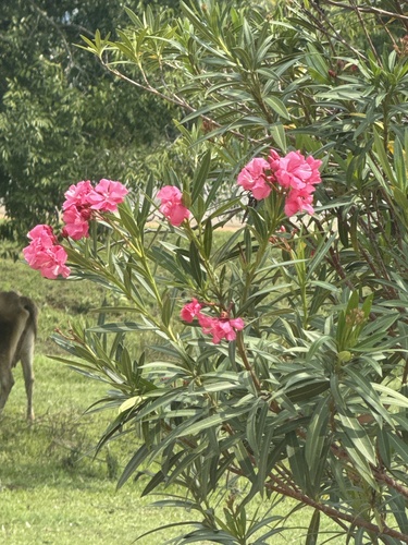 oleander