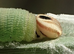 Euphyes vestris harbisoni