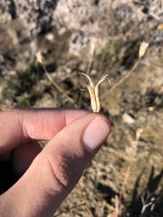 Aquilegia eximia