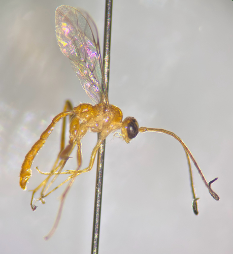 Eurycryptus unicolor