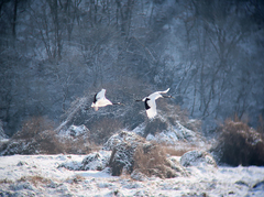 Grus japonensis