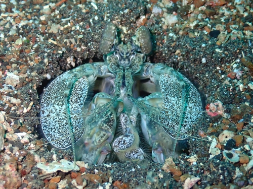 Lysiosquilla maculata (Fabricius, 1793)