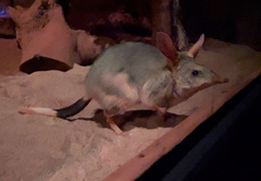 Greater Bilby photo 5