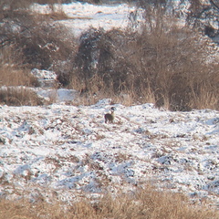 Hydropotes inermis argyropus