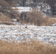 Hydropotes inermis argyropus