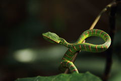 Tropidolaemus subannulatus
