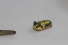 Dalceridae