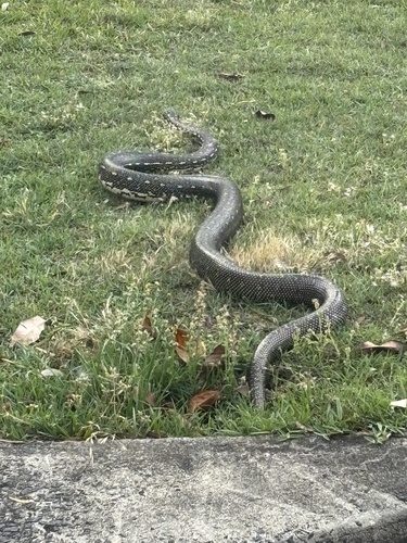 Diamond Python sighting