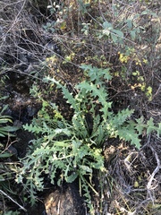 Cirsium fontinale obispoense