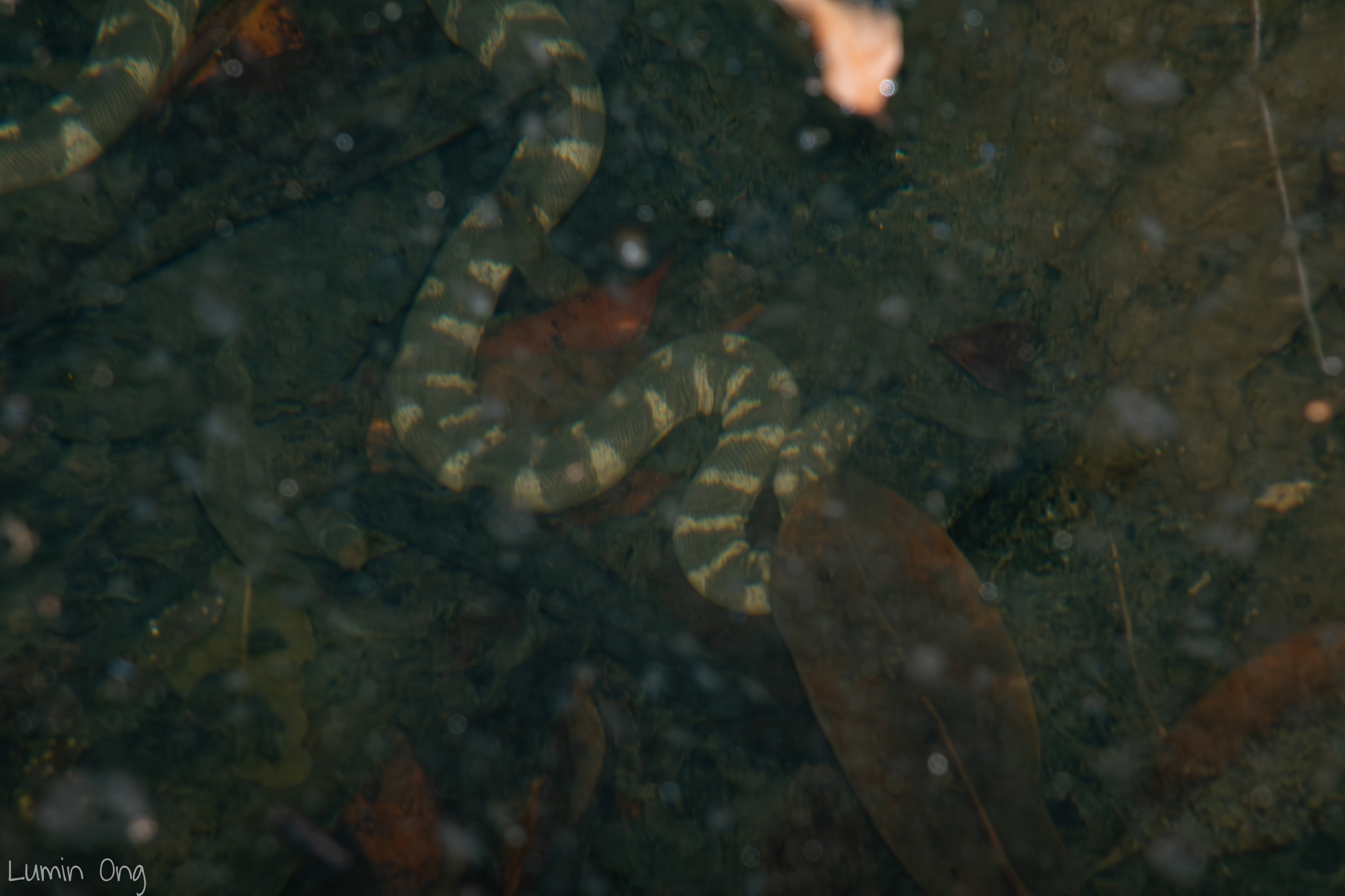 Acrochordus granulatus (Schneider, 1799)