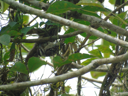 Yungipicus moluccensis