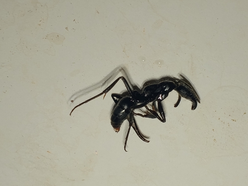 Matabele Ant
