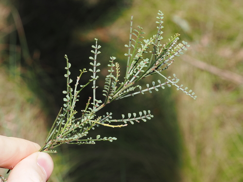 tick indigo (Indigofera adesmiifolia)
