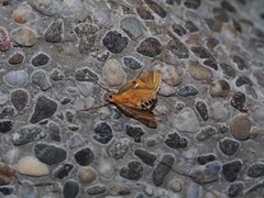 Eoophyla conjunctalis