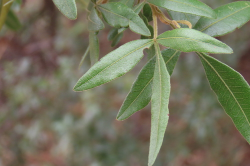 Glossy Velvet Karee (Searsia quartiniana)