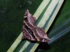 Gonanticlea subfalcata