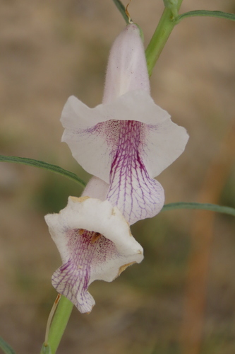 Fine Sesame (Sesamum calycinum)