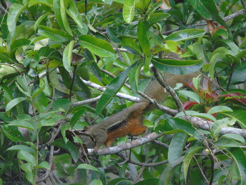 Callosciurus notatus