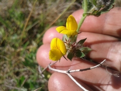 Lotus suaveolens